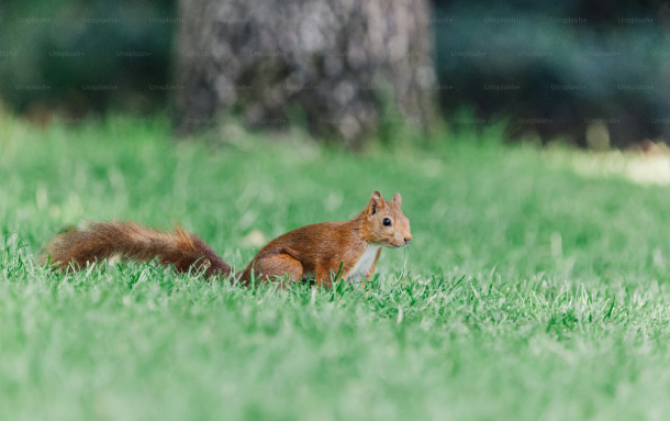 Squirrel in the wild